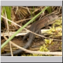 Zootoca vivipara - Waldeidechse 08.jpg